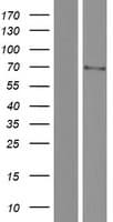 Human POTED / POTE Protein (Over-Expression Lysate Myc-DDK (Flag))