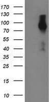 FGFR2 / FGF Receptor 2 Antibody (clone OTI1A11, Carrier-free)