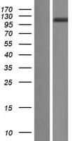 DPP9 Protein (Over-Expression Lysate Myc-DDK (Flag))