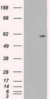 NRBP1 / NRBP Antibody (clone OTI2H1)