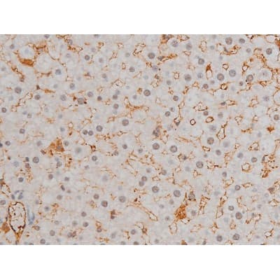 AP-1 / JUND Antibody (phospho-Ser255)