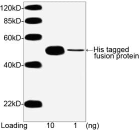 His Tag Antibody (clone 6G2A9, Biotin)