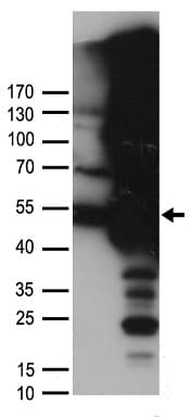 DDX39B / UAP56 Antibody