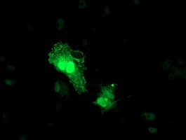 TOMM34 Antibody (clone OTI1G7, Carrier-free)