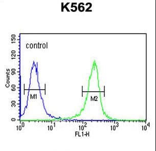 FSCN1 / Fascin Antibody (aa146-174)