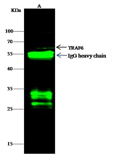 Polyclonal Rabbit anti-Human TRAF6 Antibody (Preservative Free, IF, WB)