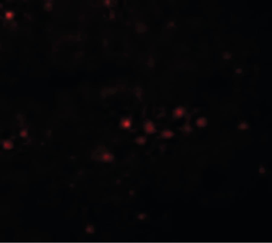IHC-plus™ EFHD1 Antibody