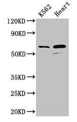 ATP5A1 / ATP Synthase Alpha Antibody