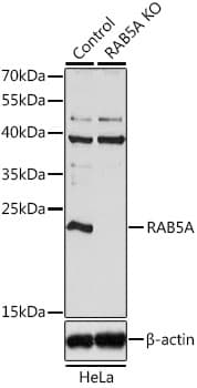 PathPlus™ RAB5A / RAB5 Antibody
