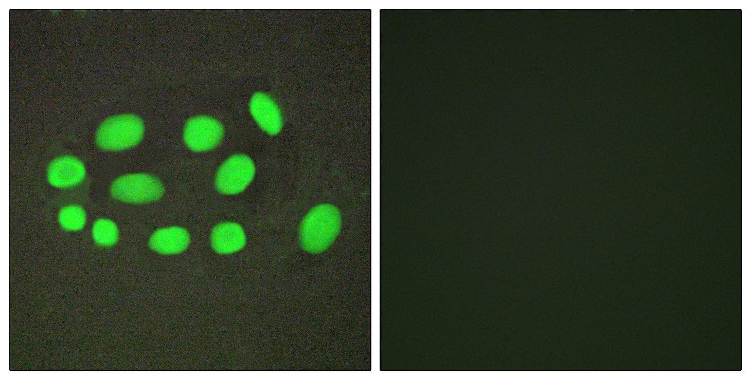 SPZ1 Antibody