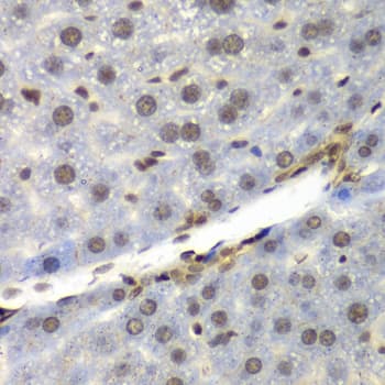 NELFE / RD / RDBP Antibody