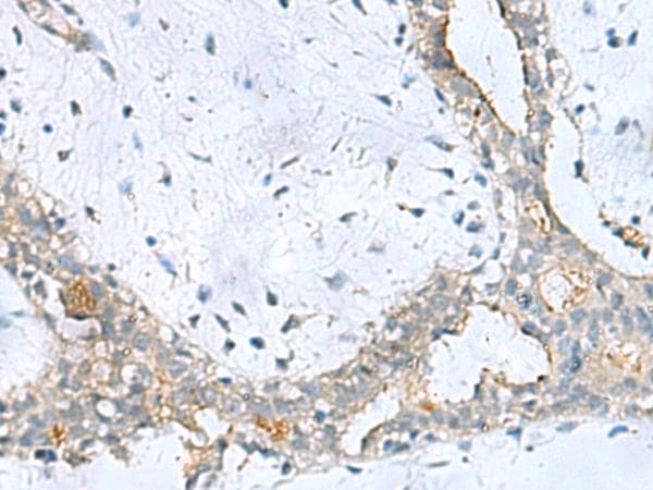 PPIC / Cyclophilin C Antibody