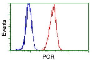 IHC-plus™ Monoclonal Mouse anti-Human CYPOR / POR Antibody (clone 6C4, IHC, IF, WB)