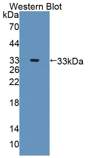 Polyclonal Rabbit anti-Mouse PPP1R15A / GADD34 Antibody (Biotin, aa433-636, WB)