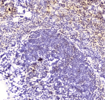 DDT / Dopamine Tautomerase Antibody