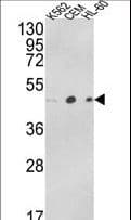 ACTR3B / ARP4 Antibody (aa325-352)