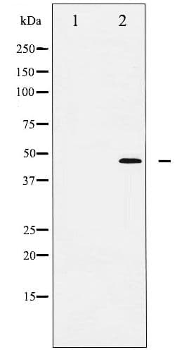 Polyclonal Rabbit anti-Human JUN / c-Jun Antibody (phospho-Thr239, IHC, WB)