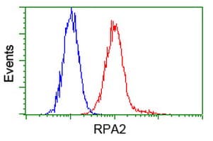 RPA2 / RFA2 / RPA34 Antibody (clone OTI1H10)