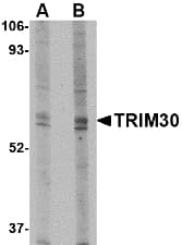 Trim30 Antibody