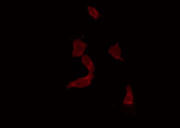 YAP / YAP1 Antibody
