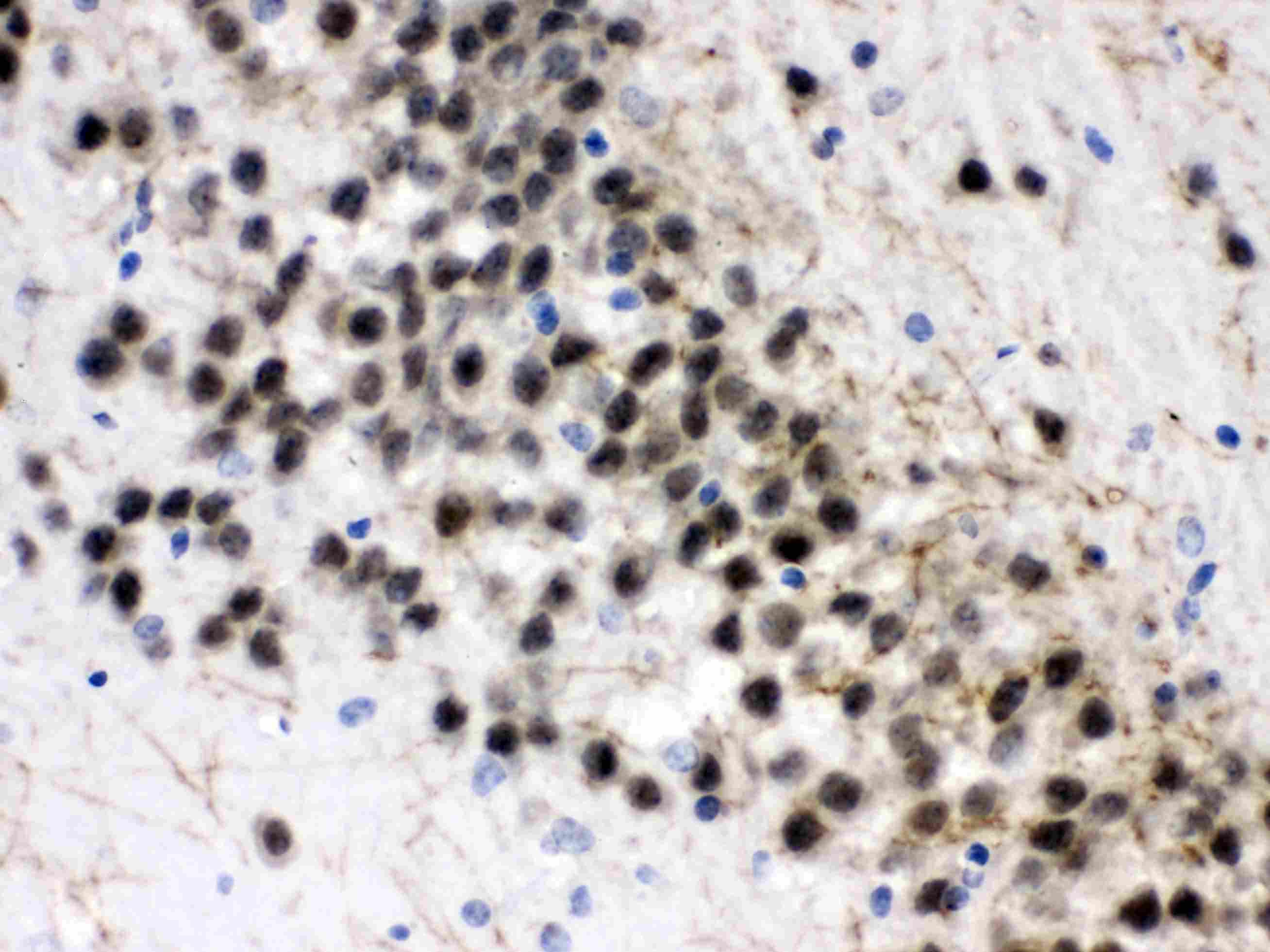ZWINT Antibody