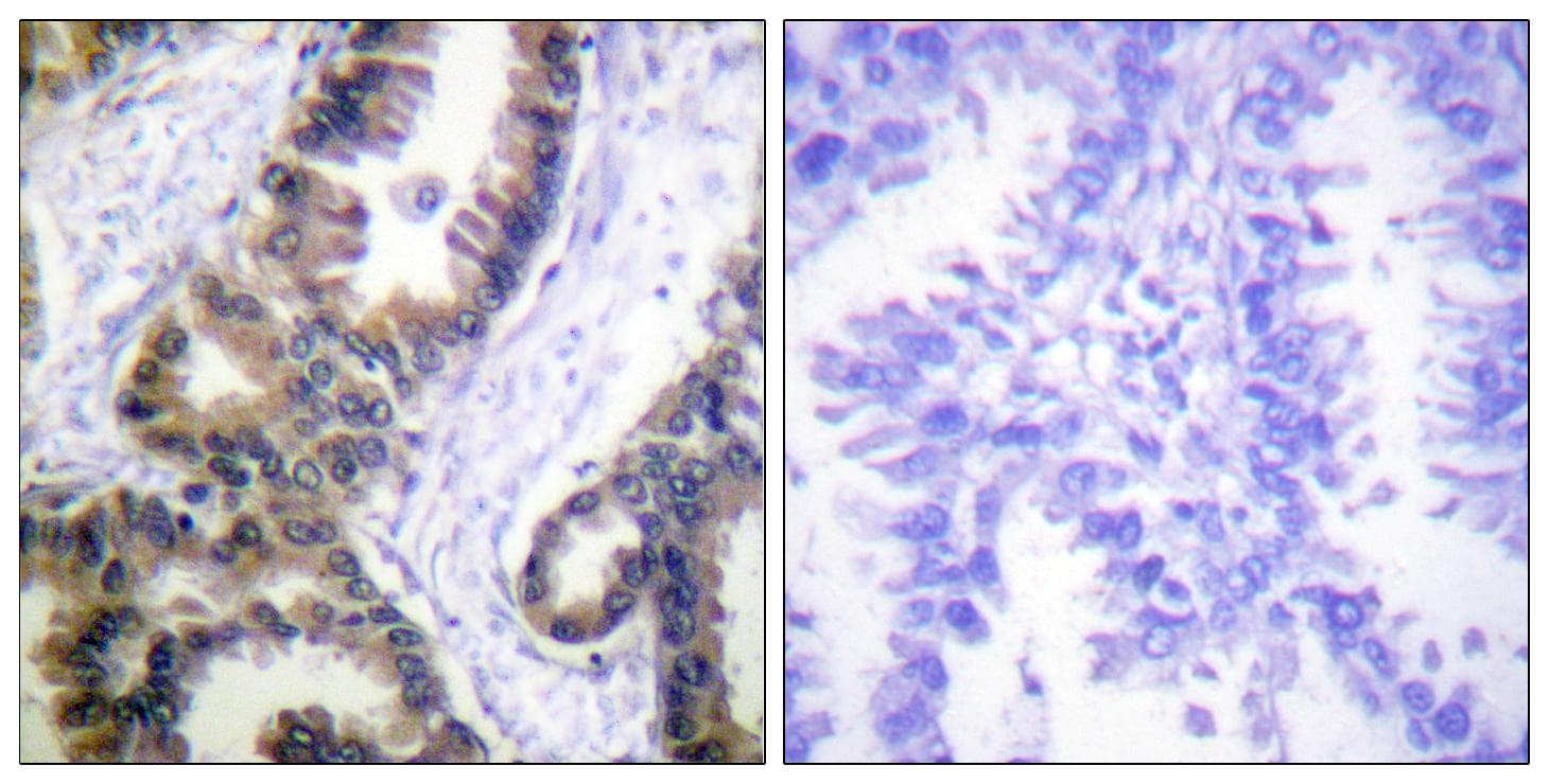 Polyclonal Rabbit anti-Human DUSP1 / MKP1 Antibody (p359, IHC, WB)