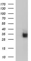 CD7 Antibody (clone OTI1A6)