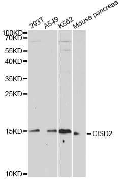 Polyclonal Rabbit anti-Human NAF-1 / CISD2 Antibody (WB)