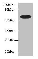 BTN3A1 / CD277 Antibody