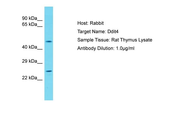 Polyclonal Rabbit anti-Rat DDIT4 / REDD1 Antibody (aa45-94, WB)