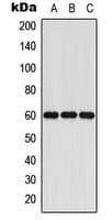 P450SCC / CYP11A1 Antibody (C-Terminus)