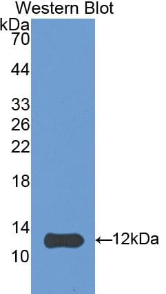 HSPE1 / HSP10 / Chaperonin 10 Antibody (aa2-102, Biotin)