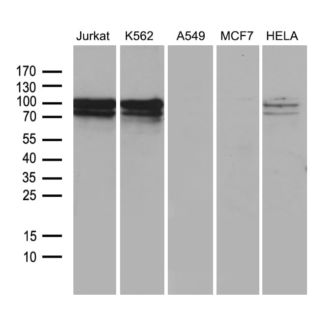 TCF12 / HEB Antibody (clone OTI3D2)