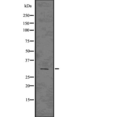 PHB / Prohibitin Antibody