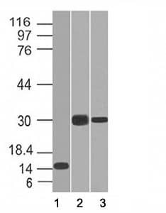 CELA3B / ELA3B Antibody (aa82-238, clone CELA3B/1218)