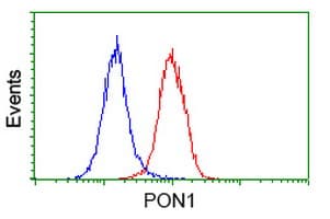 PON1 / ESA Antibody (clone OTI2A9)