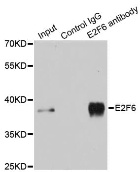 E2F6 Antibody