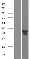 HNRNP-E2 / PCBP2 Protein (Over-Expression Lysate Myc-DDK (Flag))