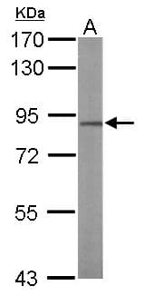 Polyclonal Rabbit anti-Human TCF25 Antibody (aa427-676, IHC, WB)