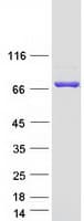 Human KLHL36 Protein (Recombinant Myc-DDK (Flag))