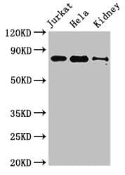 NOA1 / C4orf14 Antibody