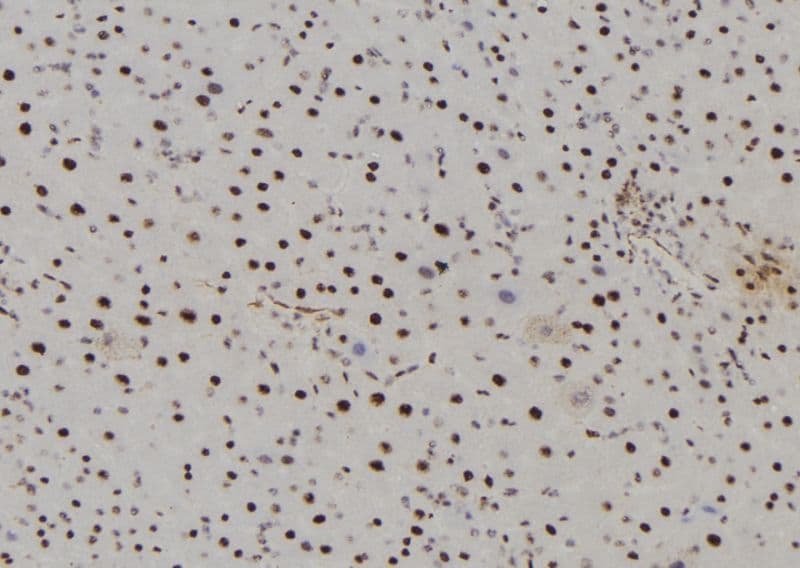 SAHH / AHCY Antibody