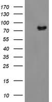 ZBED1 / TRAMP Antibody (clone OTI1F7)