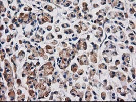 AQP1 / Aquaporin 1 Antibody (clone OTI2D10, Carrier-free)