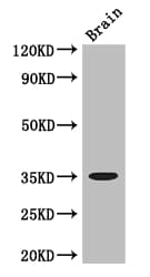 Polyclonal Rabbit anti-Human MYOD / MYOD1 Antibody (WB)