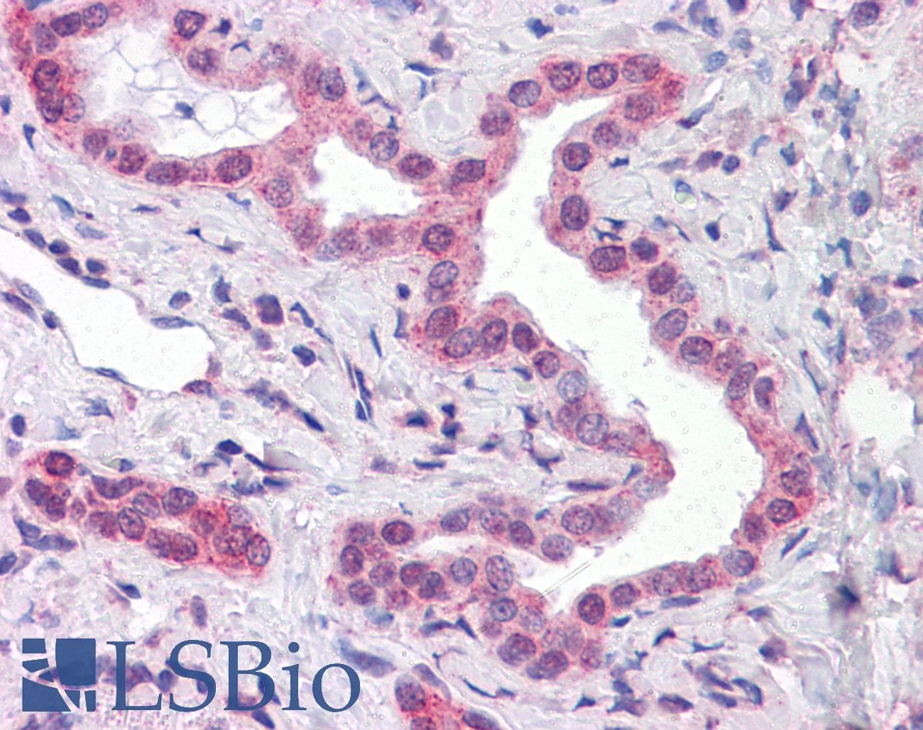 IHC-plus™ ATP5E Antibody (clone 2F3)