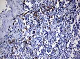 CD8A / CD8 Alpha Antibody (aa22-182, clone OTI3H6, Carrier-free)