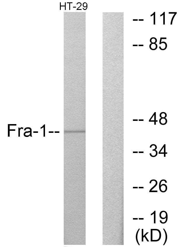 Polyclonal Rabbit anti-Human FRA-1 / FOSL1 Antibody (WB)