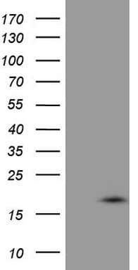 VIP Antibody (clone OTI2F3)