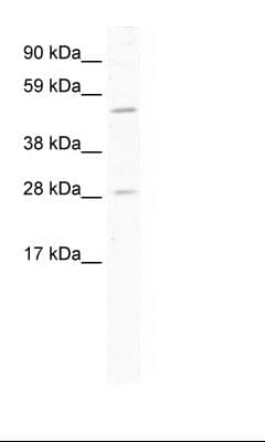 ASCL2 Antibody (aa118-167)